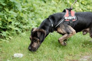 Anti-Jagd-Training in der Hundeschule München
