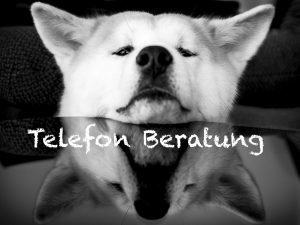 Telefonische Beratung durch die Hundeschule Hundi Training